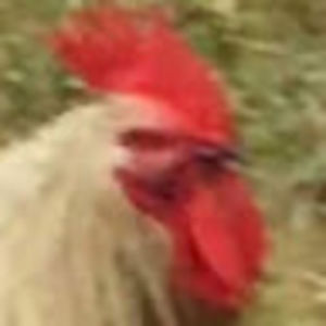 Meet your Posher, Agha